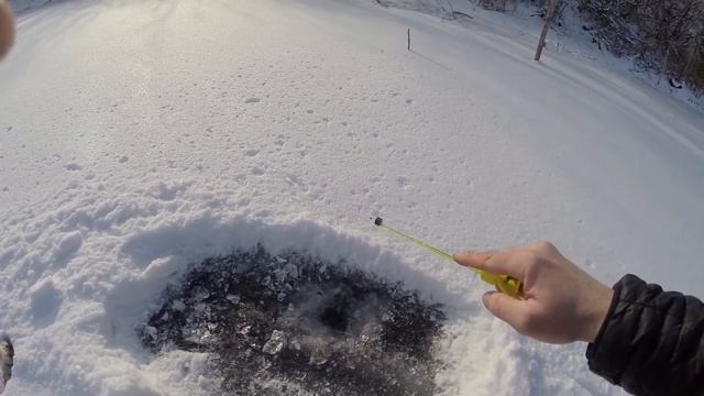 ОКУНЬ ЕСТЬ {рыбалка по ТОНКОМУ льду}