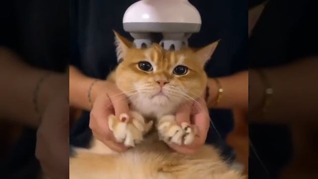 жизнь домашних животных котику делают массаж лап и головы милое видео про котика смотреть онлайн