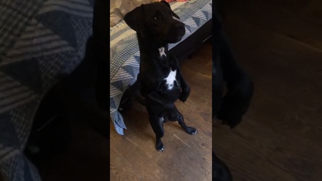 Patterdale terrier Rocco walking on two legs 😂Cutie pie #dog #animals #happy #love #music#nature смотреть онлайн