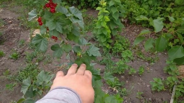 Колонновидная красная смородина! Обнаружил новый сорт прямо у себя под деревом