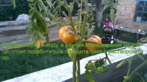 DWC система.Гидропонный помидор.Советы начинающим,делюсь опытом.