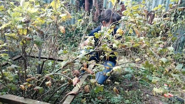 обрезка черной смородины подробно смотреть онлайн