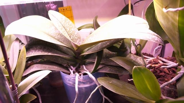 ЗАБЫТЬ ПРО ОРХИДЕЮ. Растила её два года. / Гнилая точка роста у Стюартианы./ МИКРО орхидея. смотреть онлайн