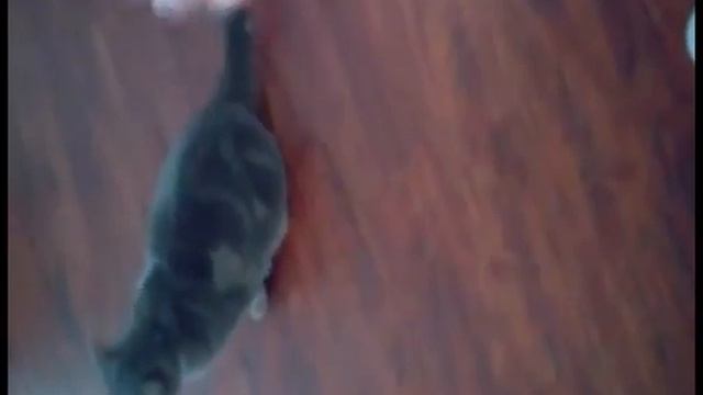 Видео c веб-камеры от 18 ноября 2014 г., 14:15 (PST)