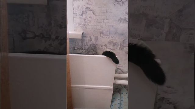 Загадка #забавныеживотные #приколы #животные #детям #детямнравится #котики смотреть онлайн