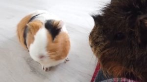 СИРЕНОГОЛОВЫЕ НАПАЛИ НА БУЗЮ И КУЗЮ?! | Визит пришельцев из космоса