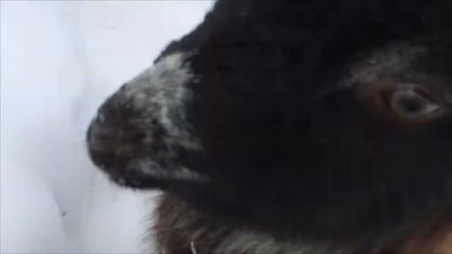 Москва или деревня? Что выбрать? смотреть онлайн