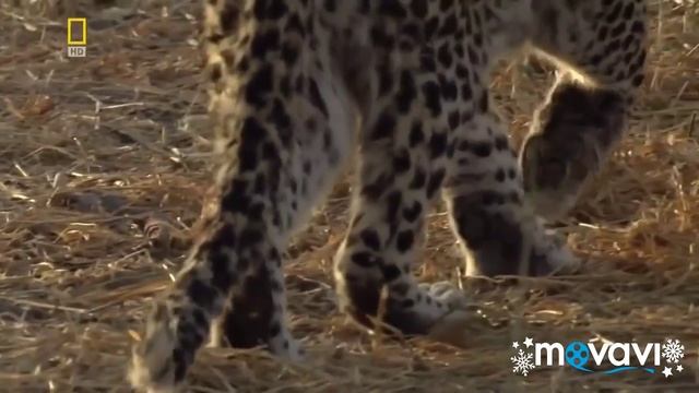 Охота Леопарда на Бабуина!!! смотреть онлайн