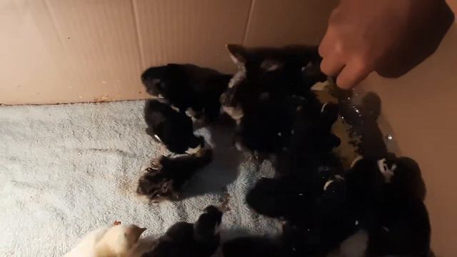 Как правильно кормить индушатина цеплята #подпишись #вставить #лайки смотреть онлайн