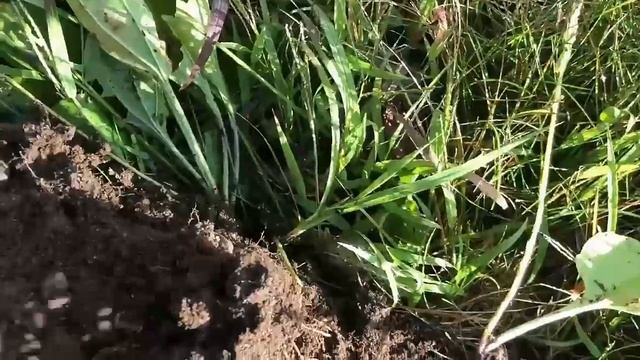 Minelab Vanquish 540