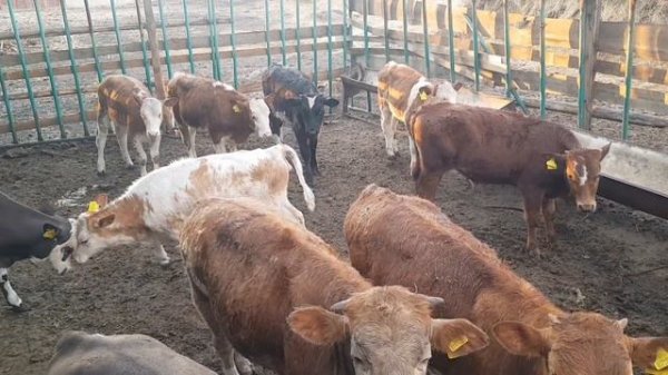 Результаты забоя последних бычков