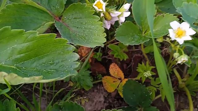 Клубничная поляна смотреть онлайн