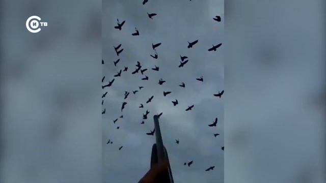 Правила и сроки весенней охоты смотреть онлайн