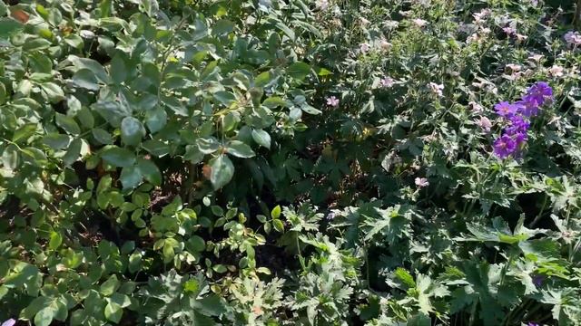 Magic Garden - JUNE GARDEN/OGRÓD w CZERWCU/JUNI GARTEN/Jūngāden (subt./napisy/Unter./字幕Jimaku) смотреть онлайн