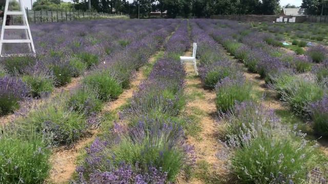Лаванда лавандовое поле под Киевом смотреть онлайн