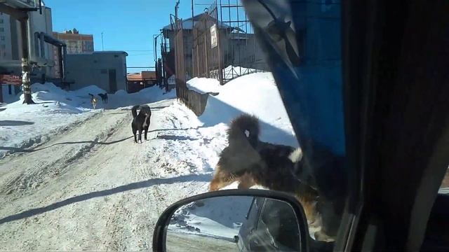 Стая диких собак бегает в Йошкар-Оле смотреть онлайн