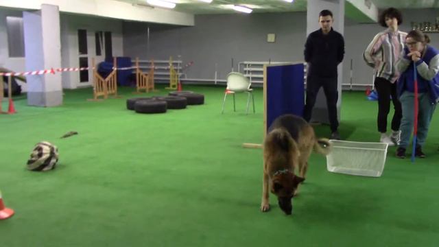 Зимина Наталья и Холс соревнования Dog Park 27.10.19 категория Мастер смотреть онлайн