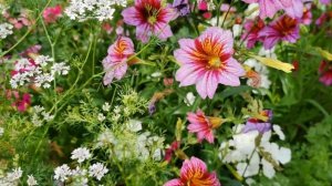 Этот мраморный цветок просится в ваш сад! Сальпиглоссис Фейерверк.