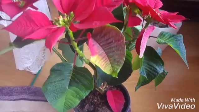 Atatürk Çiçeği, Yılbaşı Çiçeği, Poinsettia, Noel yıldızı hakkında bilgi ve bakımı yapılır? смотреть онлайн