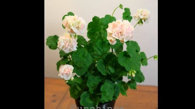 254. Sophie Emma소피 엠마 Pelargonium смотреть онлайн