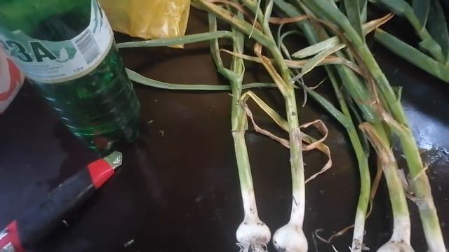 чеснок на момент выхода стрелки. смотреть онлайн