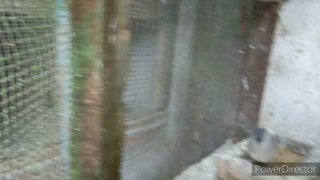 java sparrow or love birds breeding progress. смотреть онлайн