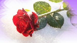 Футаж. Цветы на снегу 50