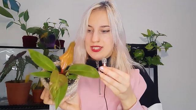My Favourite Plants! (cuz I don't wanna do a ✨Houseplant Tour✨™) [CC] смотреть онлайн