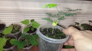 Альбиция ленкоранская. От семечка до 5 месячного ростка/Albizia Lankaran