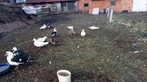 Сколько Индоуток оставлять на племя/на зимовку? Мускусные утки