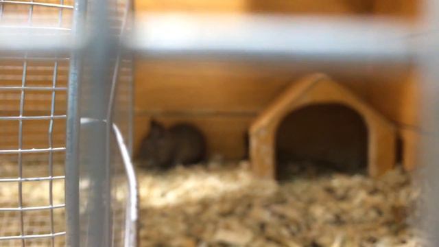 Дегу смотреть онлайн