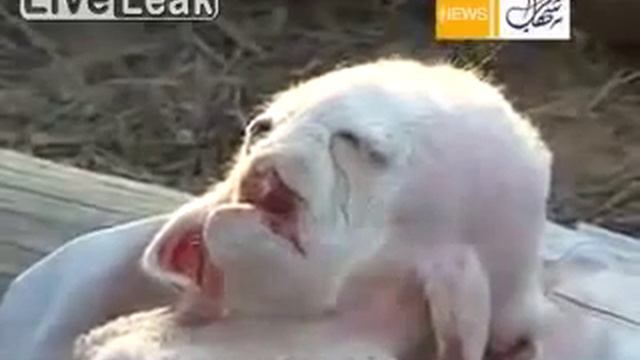 Восьминогий козленок мутант из Палестины