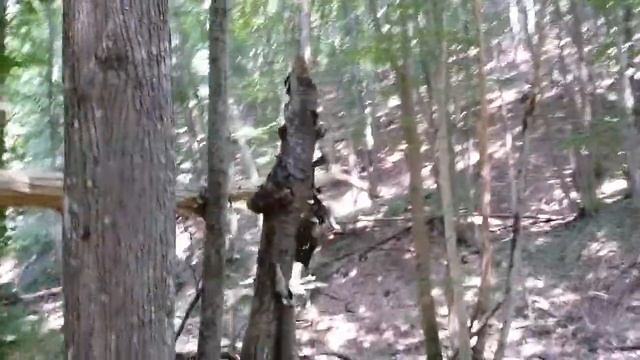 ГРАБ и ГРИБ в Крымском лесу. смотреть онлайн