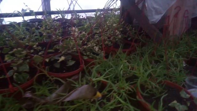 Обзор теплицы в январе смотреть онлайн