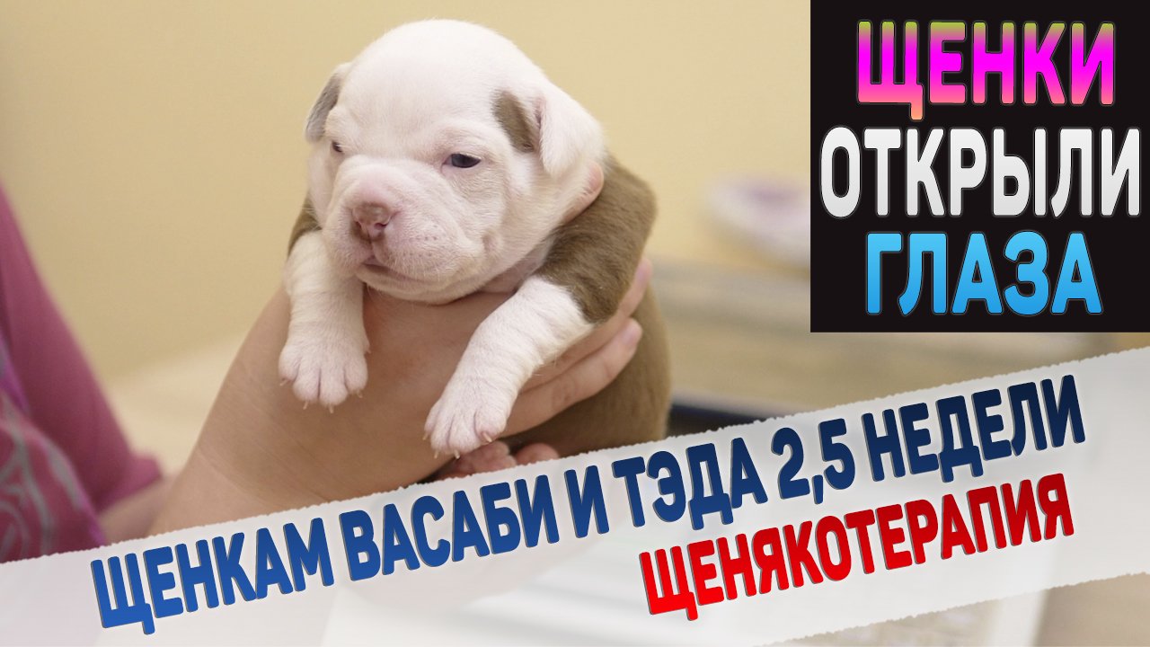 Щенки увидели мир впервые! Щенкам Васаби и Тэда 2,5 недели. Щенякотерапия. смотреть онлайн