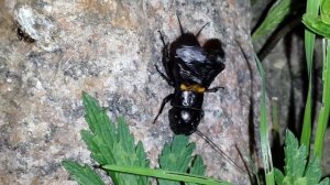 Звук сверчка. Как поет сверчок