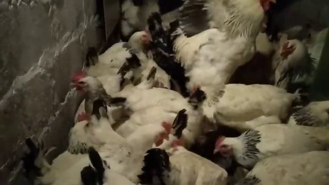 МНОГО ЯИЦ АДЛЕРСКАЯ ПОРОДА КУР ЯЙЦА НА ИНКУБАЦИЮ, ПОКУПКА СЕНА СПОНСОРСТВО ЗРИТЕЛЕЙ9 березня 2021 р смотреть онлайн