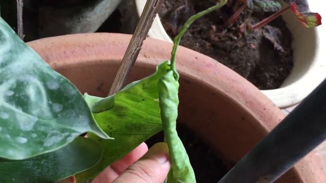 Alocasia Stringray смотреть онлайн