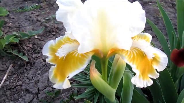 Карликовые ирисы смотреть онлайн