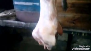 Вес чистой тушки нутрии в 5 месяцев.