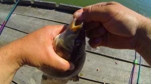 Ловля карпа на супер уловистую снасть "Убийца карпа" . Часть 2