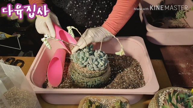 처음 보는 아가들(뮤앨래리,세무리아)뮤앨래리꽃은 뭉텅이로 피네요. ㅡ세무리아,블루엘프,적란,홍미인,조안다니엘 모듬합식,인어 2개랑 뮤앨래리2개는 따로~ смотреть онлайн