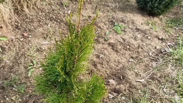 Обзор нашего весеннего сада  + саженцы Беккер