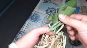 Мокрые пятна на листьях орхидеи