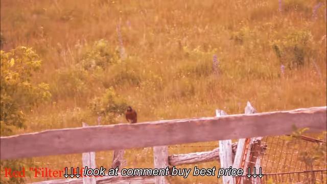 Nikon Coolpix P530 Photo Effect's Sample's смотреть онлайн