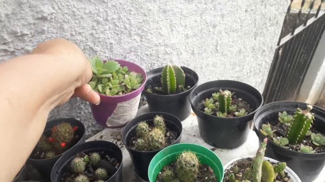 CONTINUAÇÃO DO VÍDEO( COMO FAZER BERÇÁRIO DE SUCULENTAS DE 3 FORMAS DIFERENTES( ATUALIZAÇÃO) смотреть онлайн