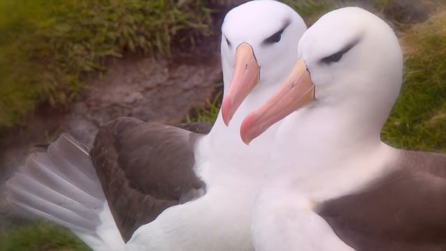 These Are 10 Animals That Mate For Life