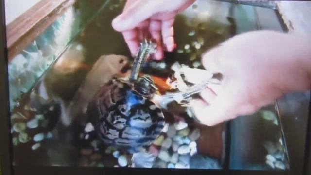Черепахи видео обзор 09 смотреть онлайн