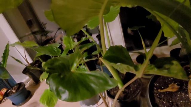 Nowa roślina - Alocasia Lutea oraz inne alocasie zimujące w domu #15 смотреть онлайн