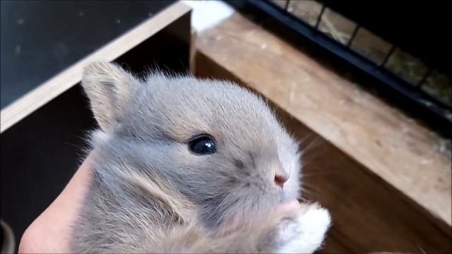 Одержимый дьяволом. Как орут кролики? смотреть онлайн